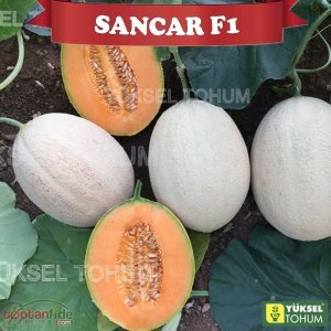 Sancar F1 Kavun Tohumu