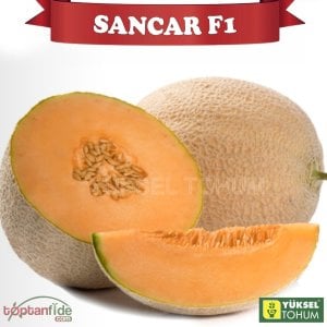 Sancar F1 Kavun Tohumu