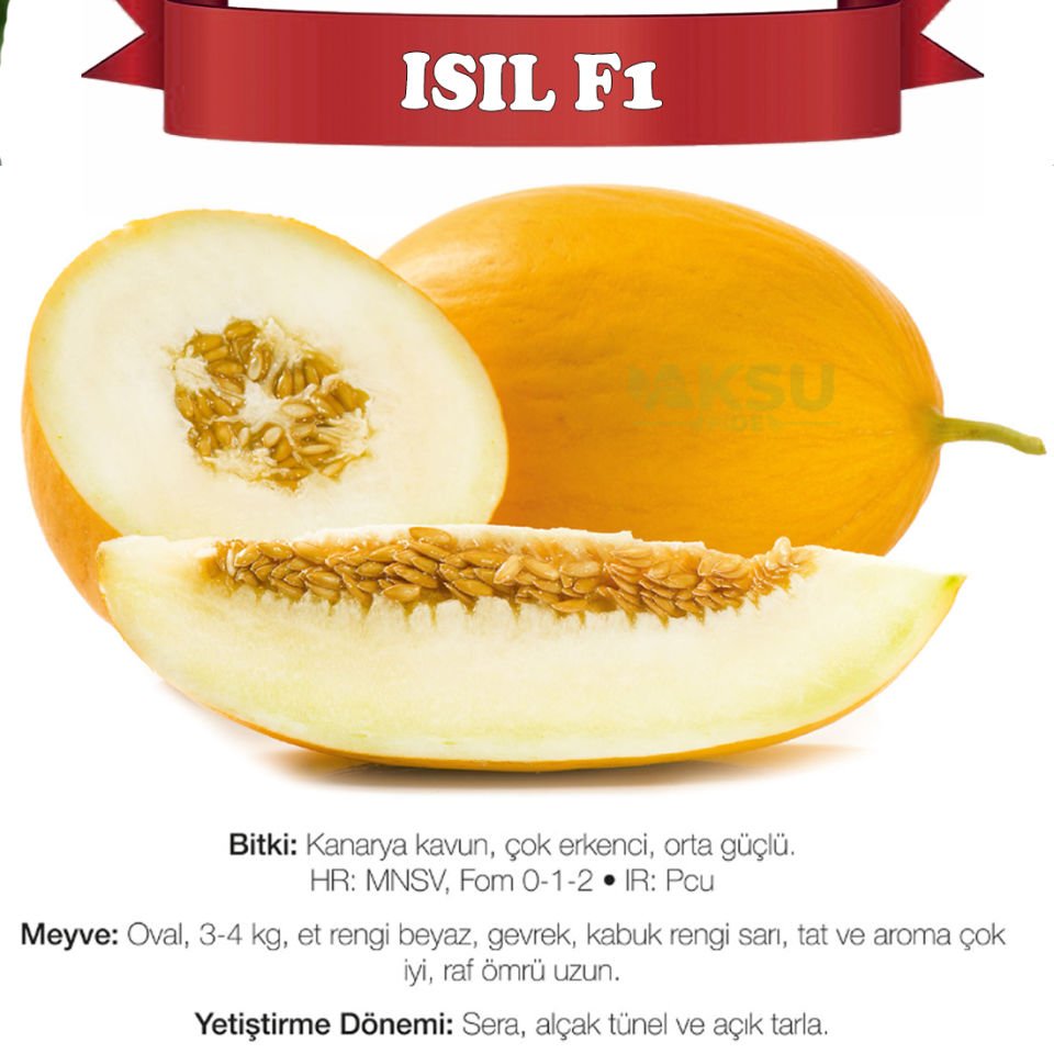 Işıl F1 Sarı Kavun Tohumu