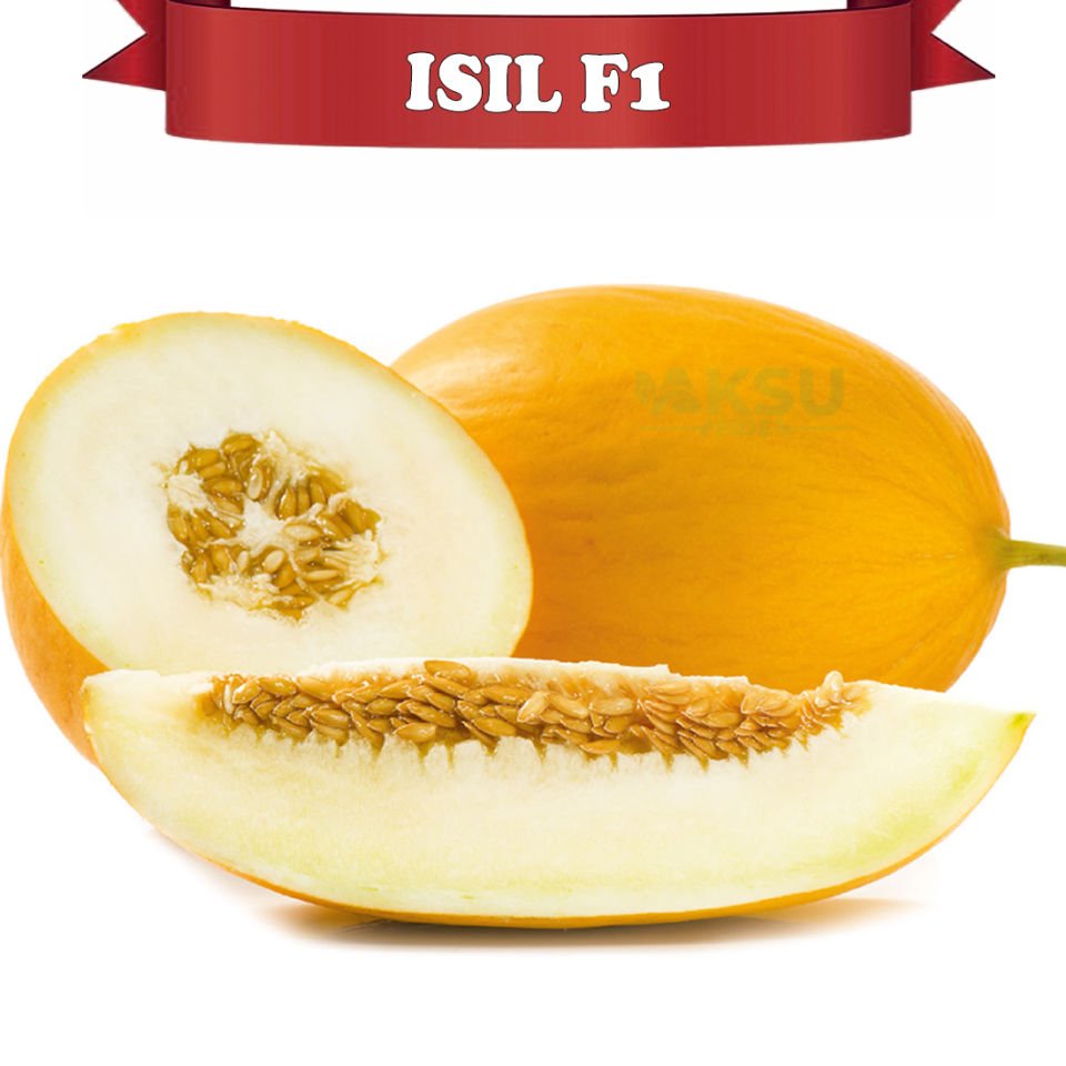 Işıl F1 Sarı Kavun Tohumu