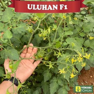 Uluhan F1 Kokteyl Domates Tohumu