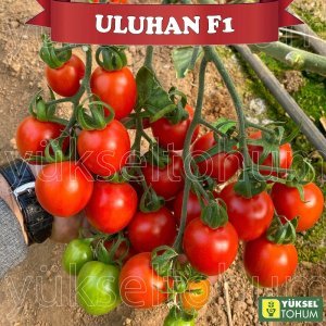 Uluhan F1 Kokteyl Domates Tohumu