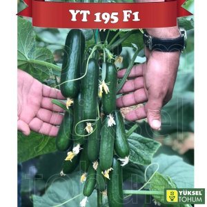 YT 195 F1 Sırık Silor Hıyar Tohumu
