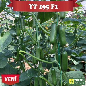 YT 195 F1 Sırık Silor Hıyar Tohumu