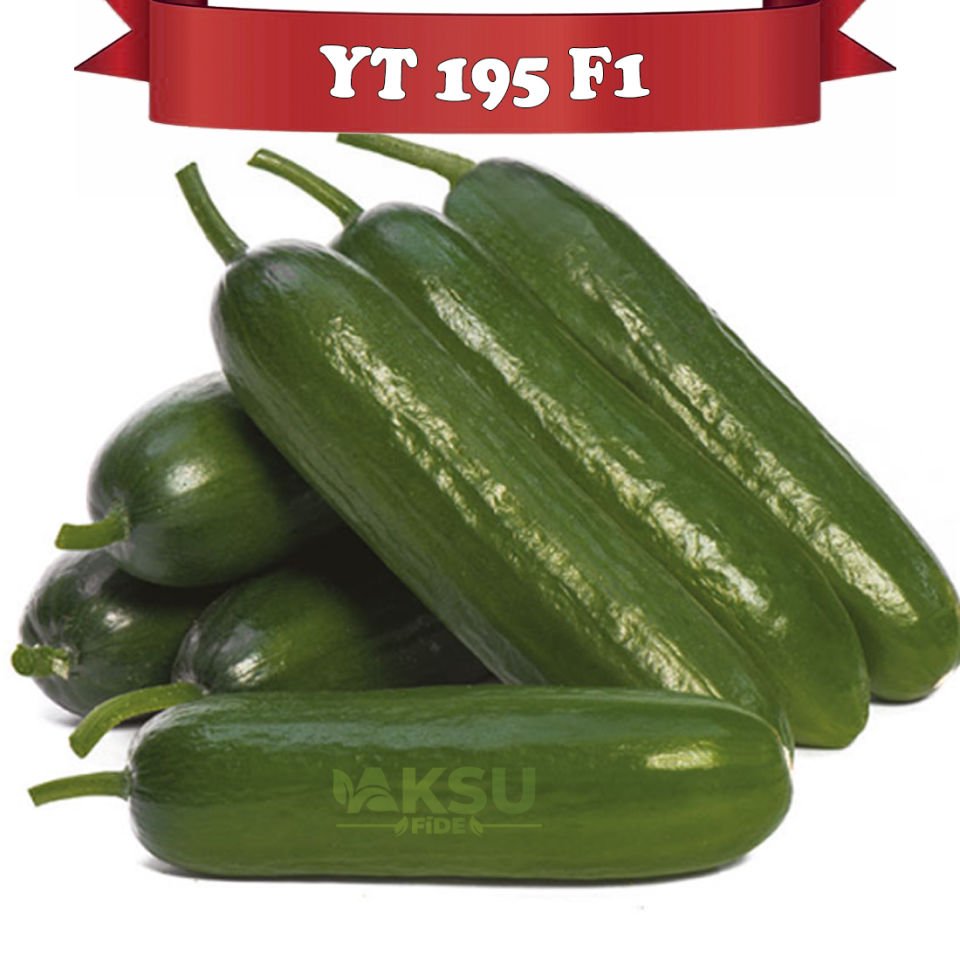 YT 195 F1 Sırık Silor Hıyar Tohumu