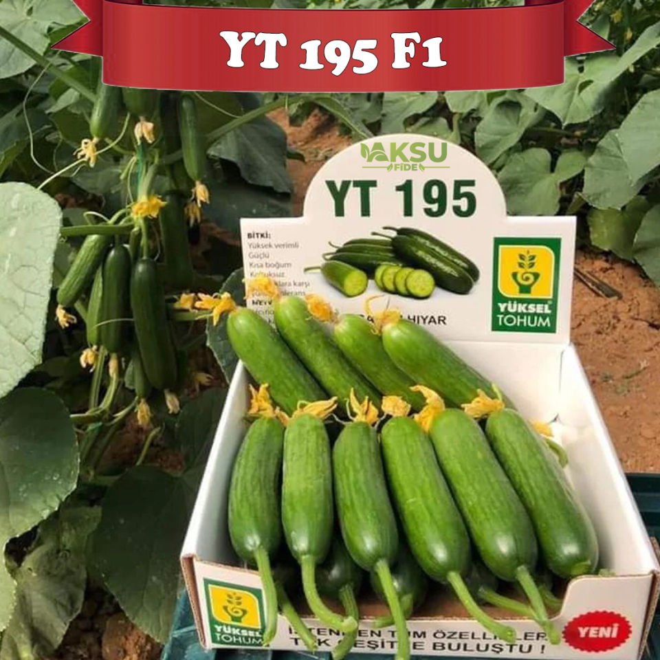 YT 195 F1 Sırık Silor Hıyar Tohumu