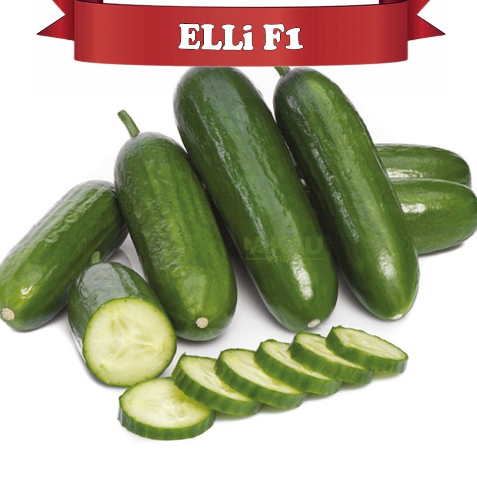 Elli F1 Badem Hıyar Tohumu