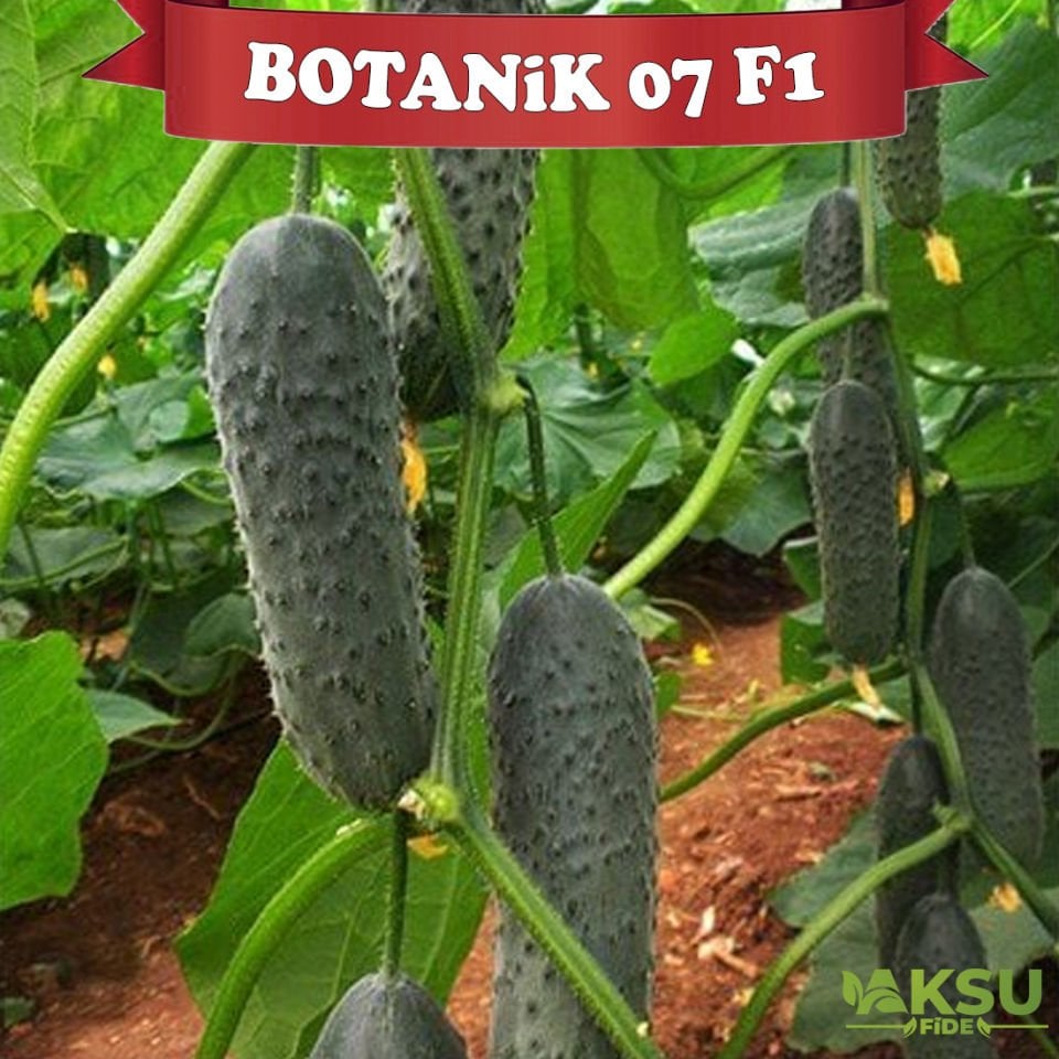 Botanik 07 F1 Dikenli Hıyar Tohumu