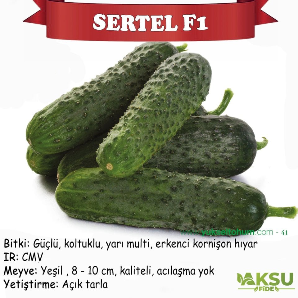 Sertel F1 Dikenli Hıyar Tohumu