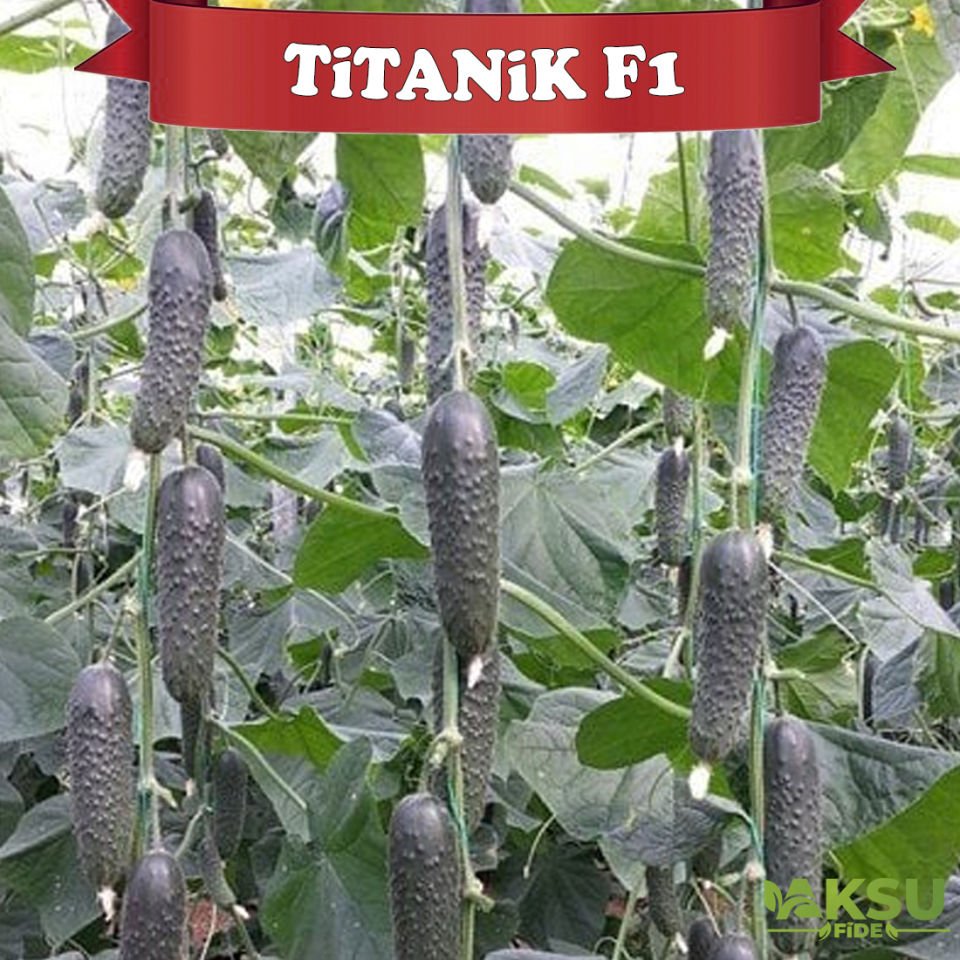 Titanik F1 Dikenli Hıyar Tohumu