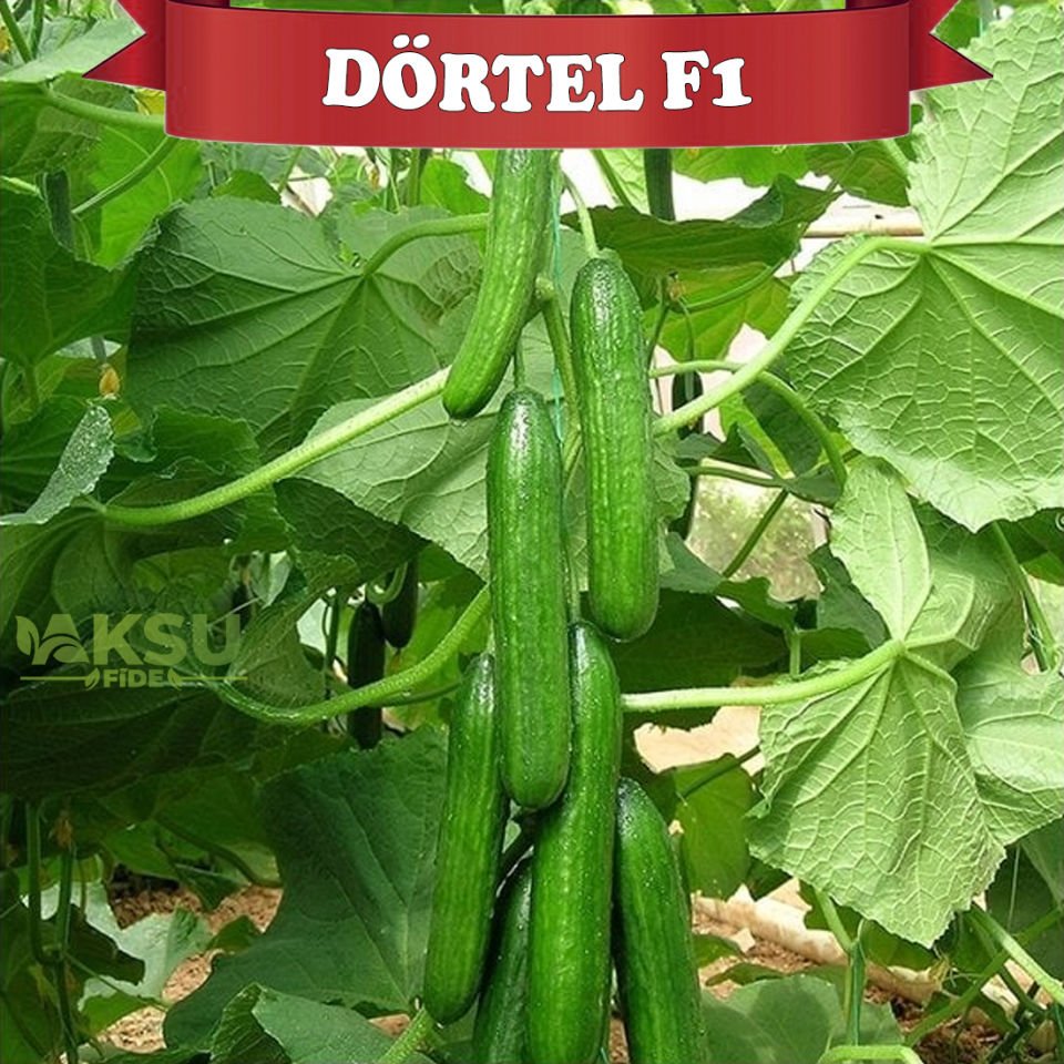 Dörtel F1 Sırık Beith Hıyar Tohumu