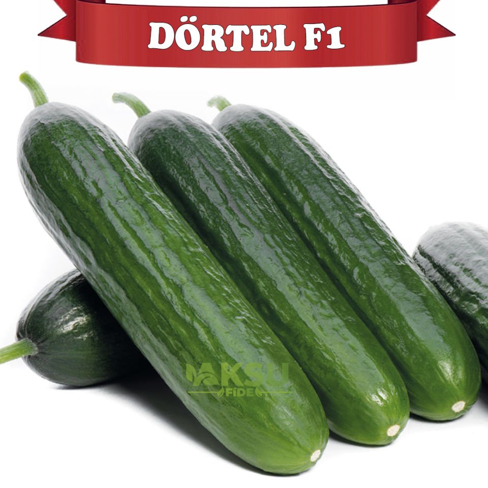 Dörtel F1 Sırık Beith Hıyar Tohumu