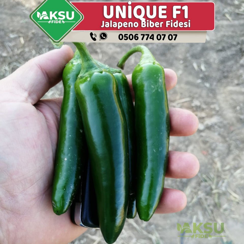 Unique F1 Jalapeno Biber Fidesi