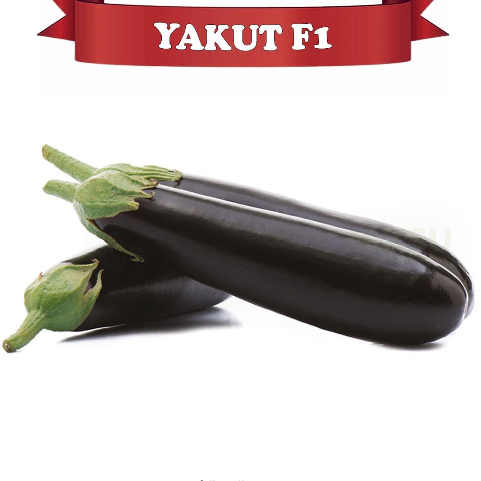 Yakut F1 Silindirik Patlıcan Tohumu