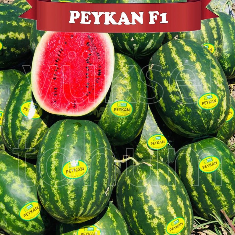 Peykan F1 Crimson Karpuz Tohumu