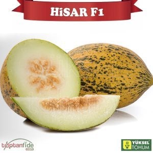 Hisar F1 Kırkağaç Tipi Kavun Tohumu