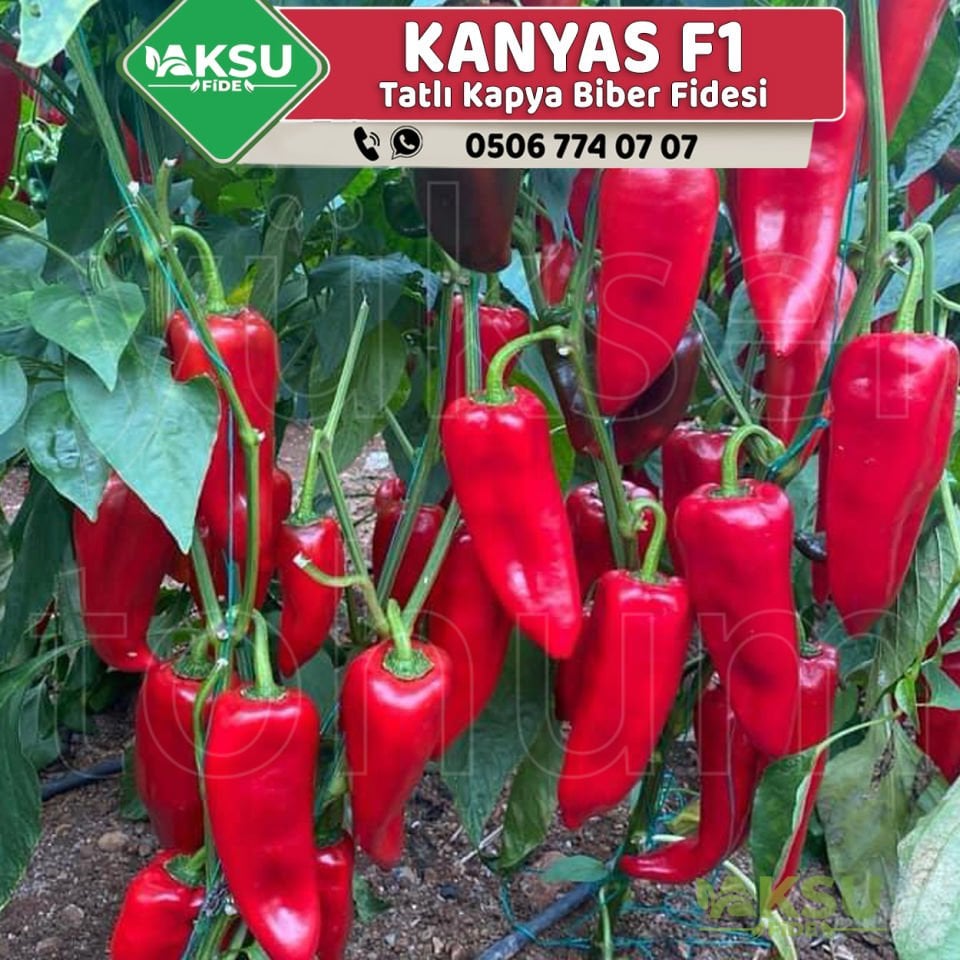 Kanyas F1 Tatlı Kapya Biber Fidesi