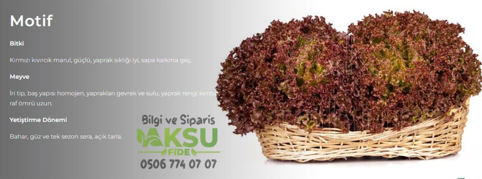 Motif Kıvırcık Marul Tohumu 10.000 Adet