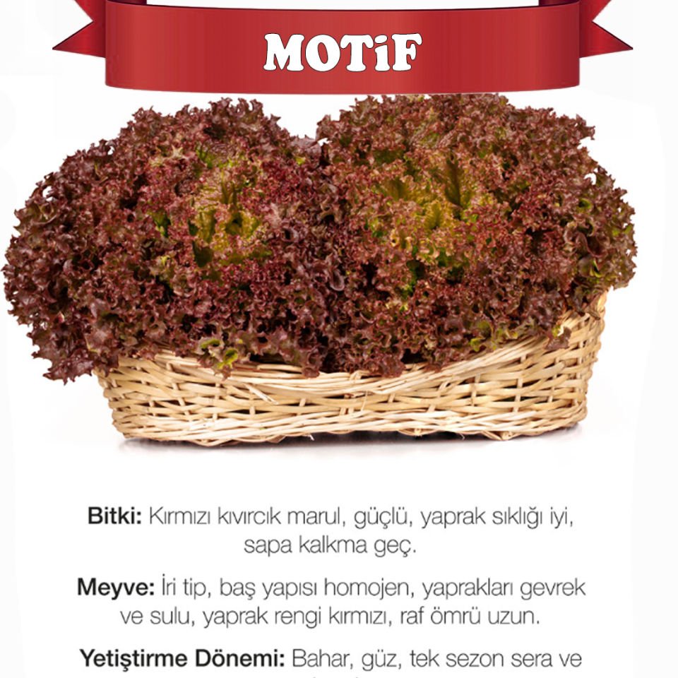 Motif Kıvırcık Marul Tohumu 10.000 Adet