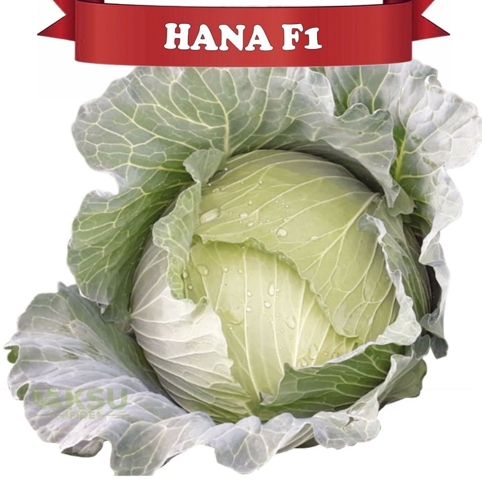 Hana Lahana Tohumu 2.500 Ad.
