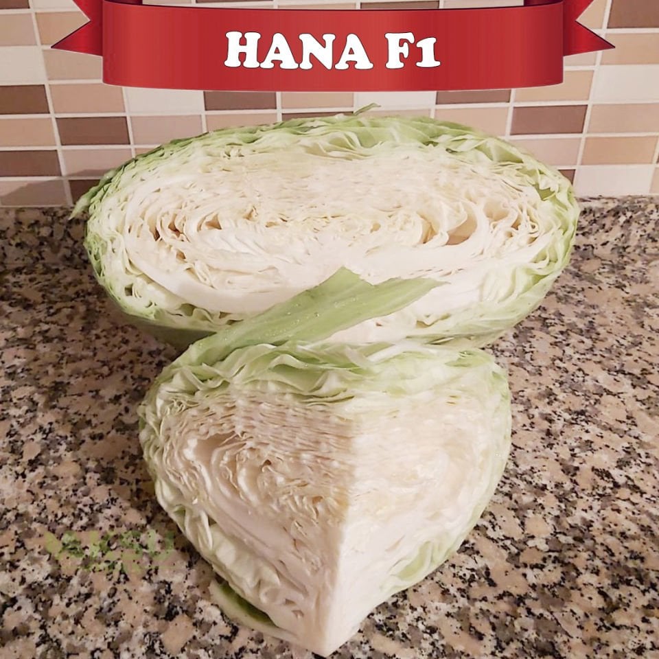 Hana Lahana Tohumu 2.500 Ad.