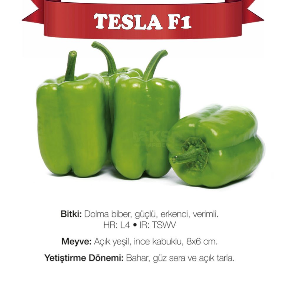 Tesla F1 Dolma Biber Tohumu