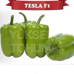 Tesla F1 Dolma Biber Tohumu