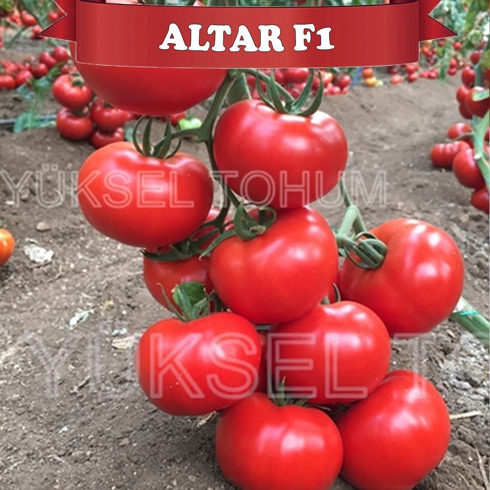 Altar F1 Sırık Domates Tohumu