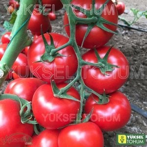 Aslan F1 Sırık Domates Tohumu