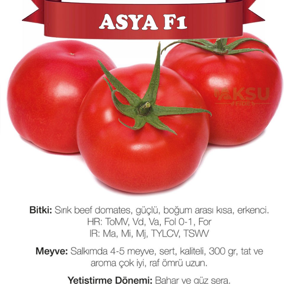 Asya F1 Sırık Beef Domates Tohumu