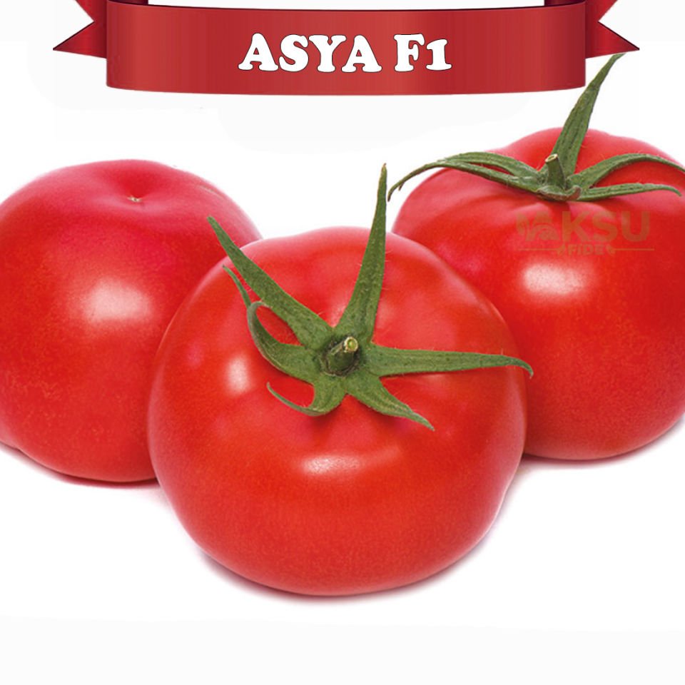 Asya F1 Sırık Beef Domates Tohumu