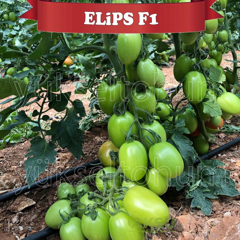 Elips F1 Sırık Oval Domates Tohumu