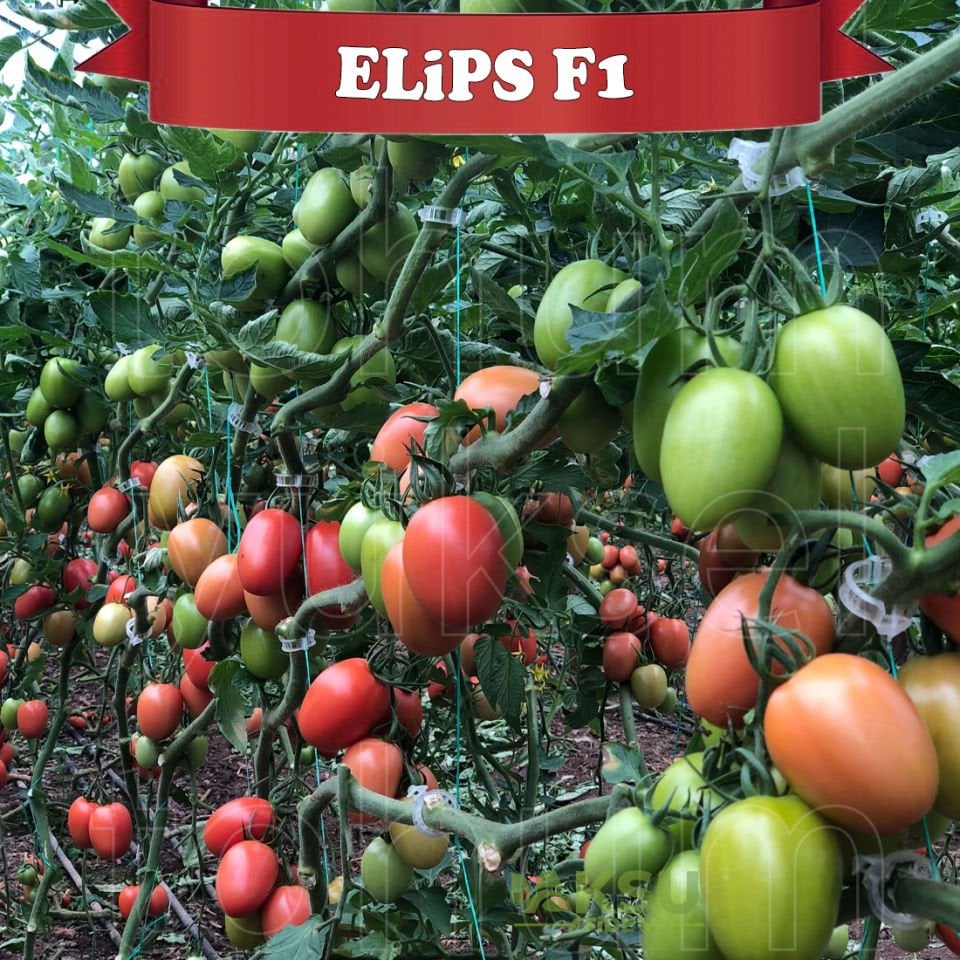 Elips F1 Sırık Oval Domates Tohumu