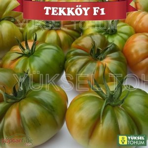 Tekköy F1 Sırık Köy Domatesi Tohumu