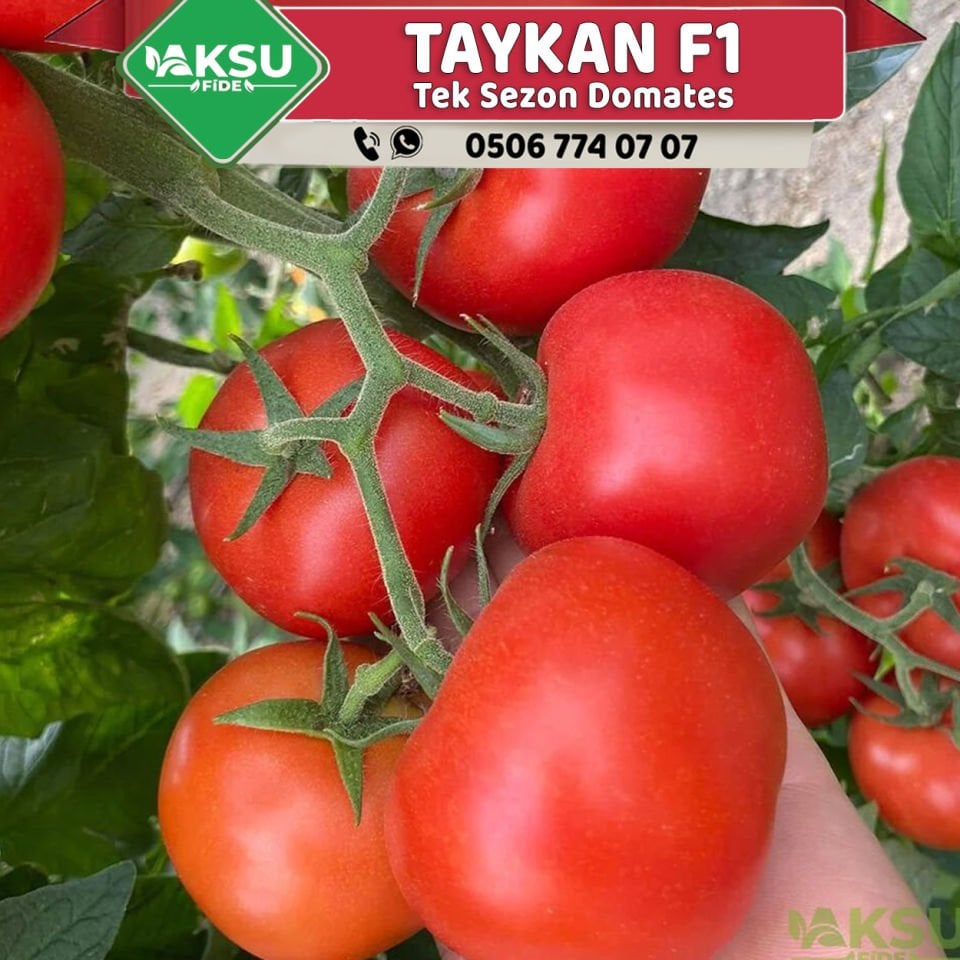 Taykan F1 Güzlük Tek Sezon Domates Fidesi