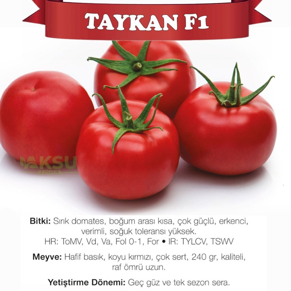 Taykan F1 Güzlük Tek Sezon Domates Tohumu