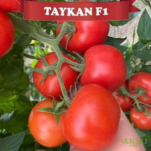 Taykan F1 Güzlük Tek Sezon Domates Tohumu