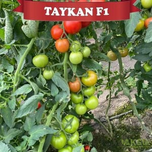Taykan F1 Güzlük Tek Sezon Domates Tohumu