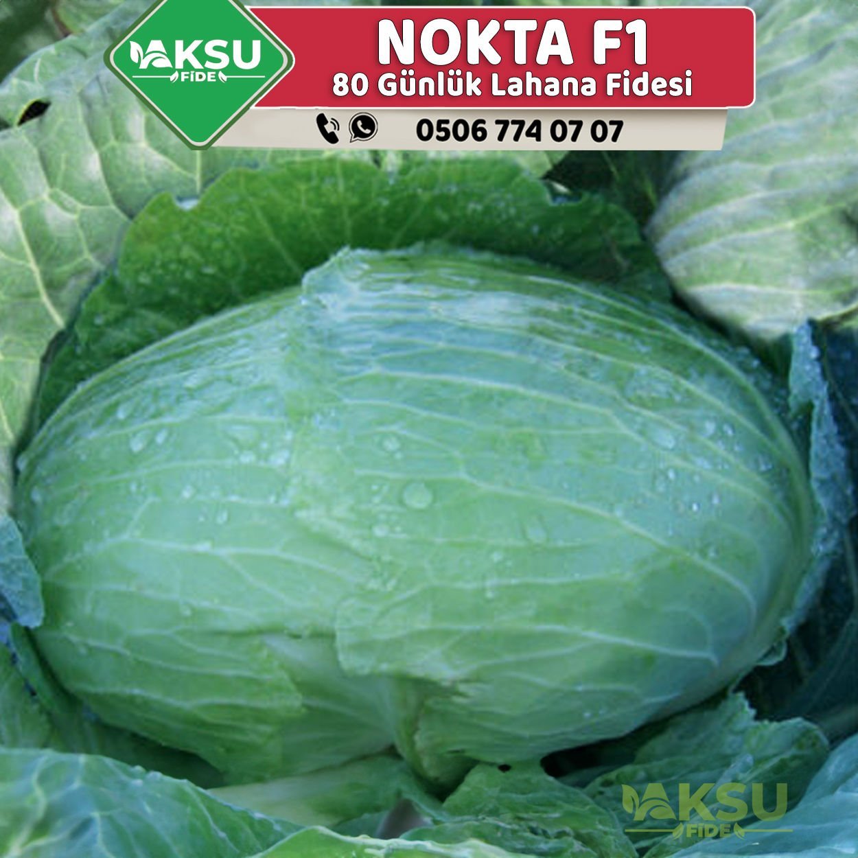 Nokta F1 80 Günlük Lahana Fidesi