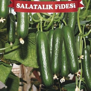 Salatalık Fidesi