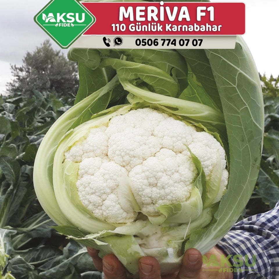 Meriva F1 110 Günlük İri Karnabahar Fidesi