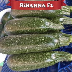 Rihanna F1 Siyah Kabak Fidesi
