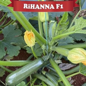 Rihanna F1 Siyah Kabak Fidesi