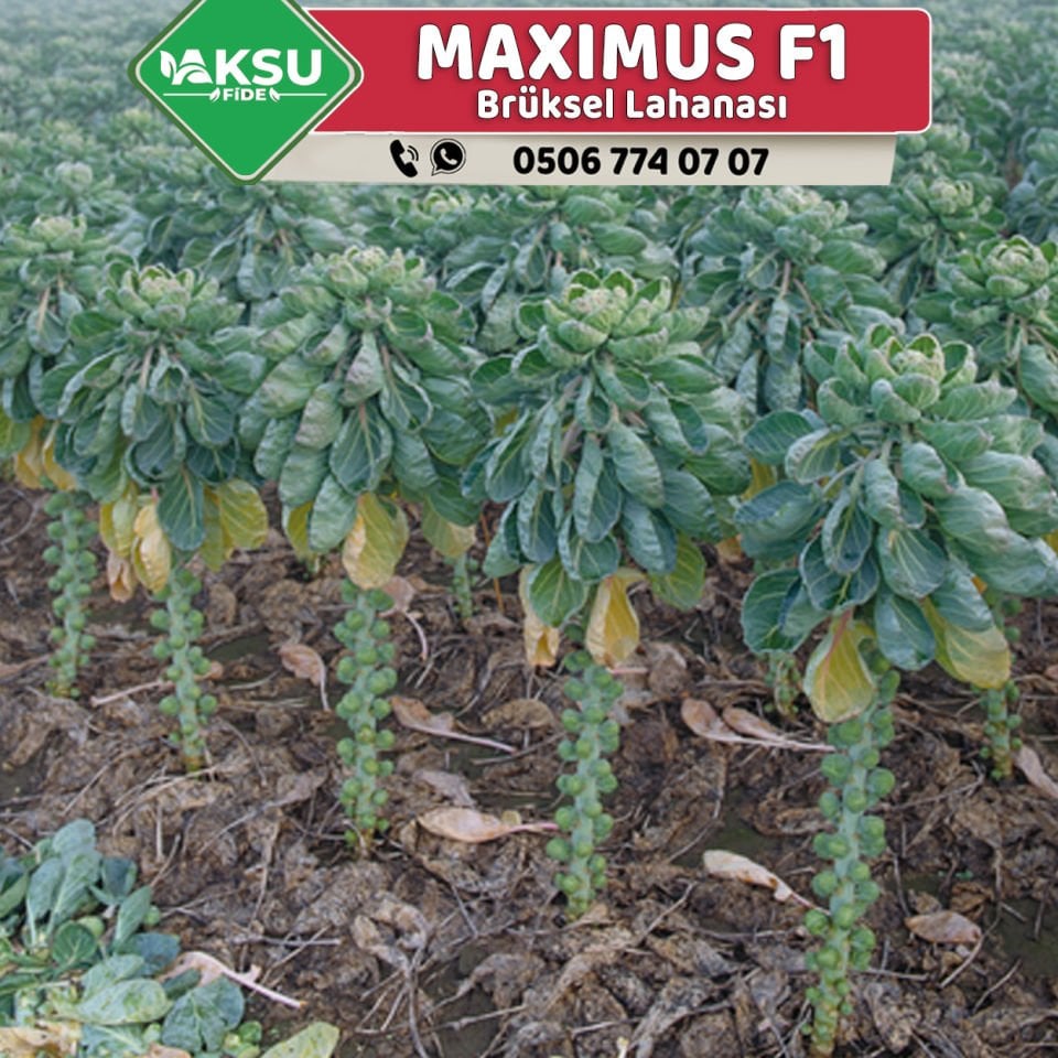 Maximus F1 Brüksel Lahanası Fidesi
