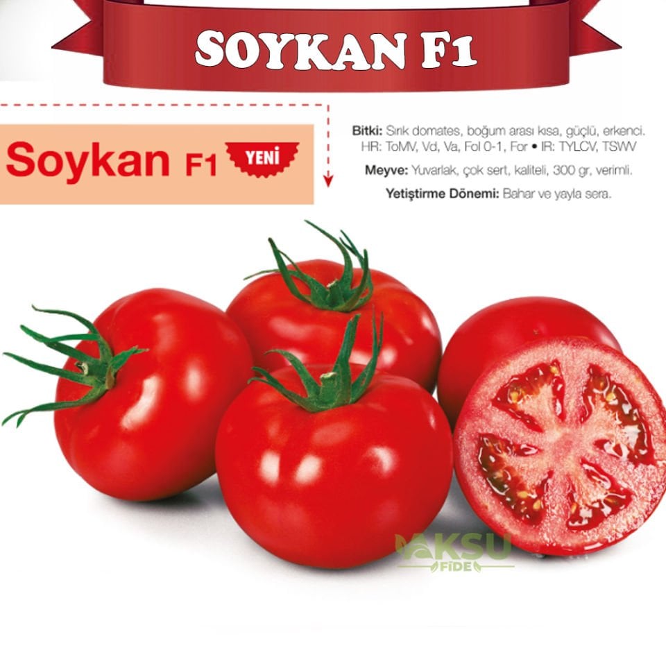 Soykan F1 - Tane Domates Tohumu