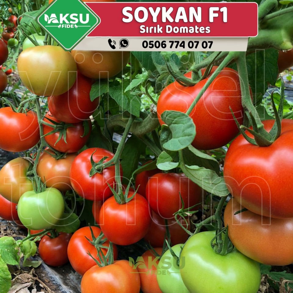 Soykan F1 - Tane Domates Fidesi