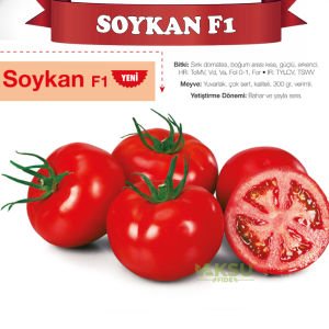 Soykan F1 - Tane Domates Fidesi