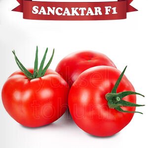 Sancaktar F1 - Sırık Tane Domates Tohumu