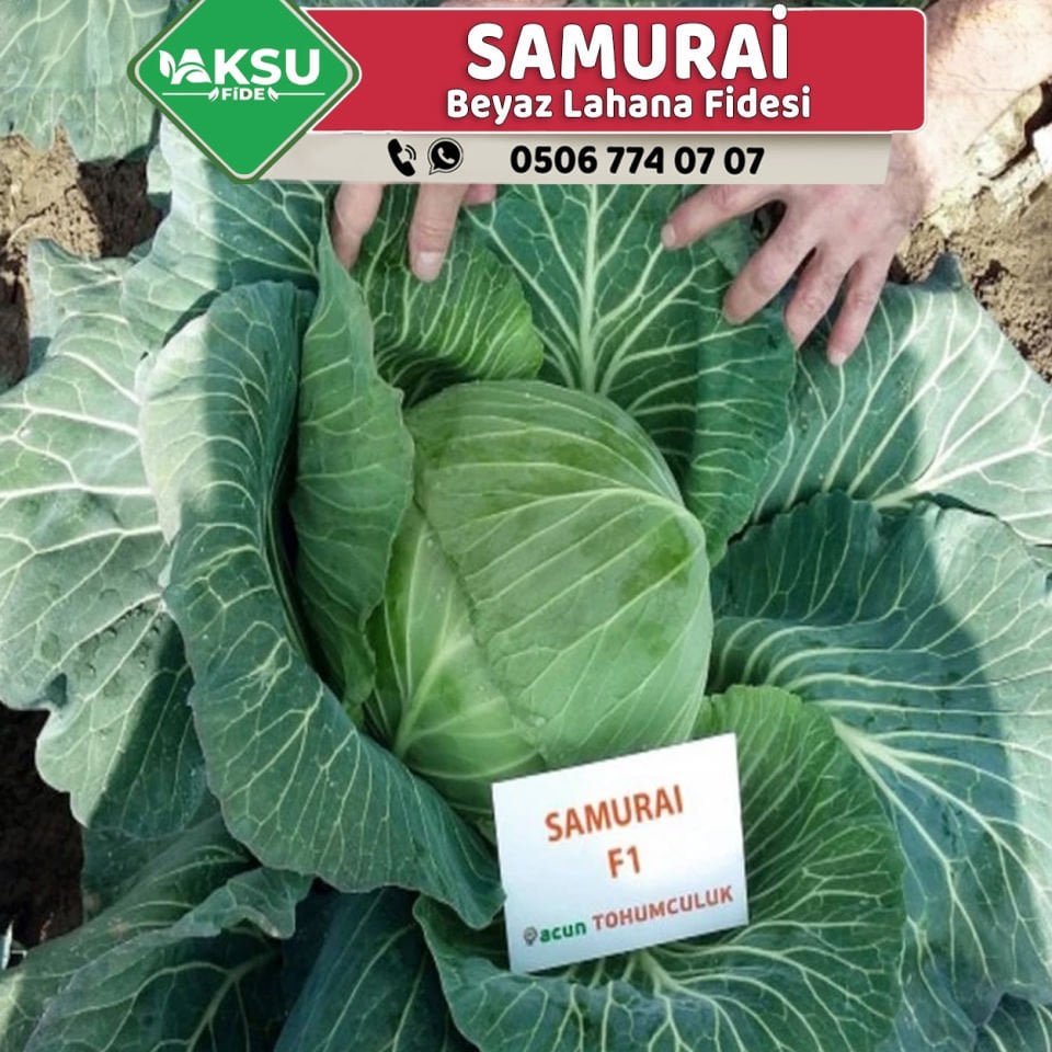 G. Samurai F1 115 Günlük Beyaz Lahana Fidesi