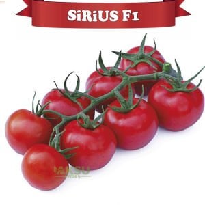Sirius F1 - Salkım Domates Tohumu